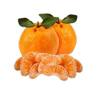 Imagem de Muda Frutífera de Tangerina Ponkan Enxertada - AgroJardim