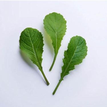 Imagem de 50 Sementes De Mostarda Lisa da Florida - SEEDS