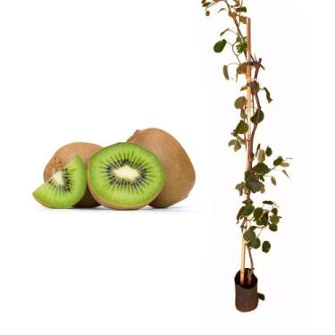 Imagem de Muda de Kiwi Femea 50 a 80cm AMK - Plantas Online - AMK Jardinagem e P
