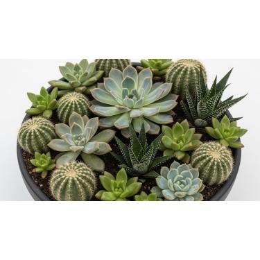 Imagem de 50 Sementes de Suculentas Sortidas – Mix Exótico para Jardim Moderno