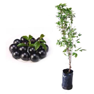 Imagem de Genérico, Muda de Jabuticaba Sabara 50 a 80cm AMK - Plantas Online
