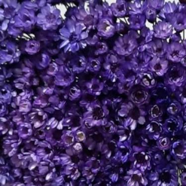 Imagem de 1000 Flores Sempre Vivas  COLORIDAS para casamentos e decoração - Viva