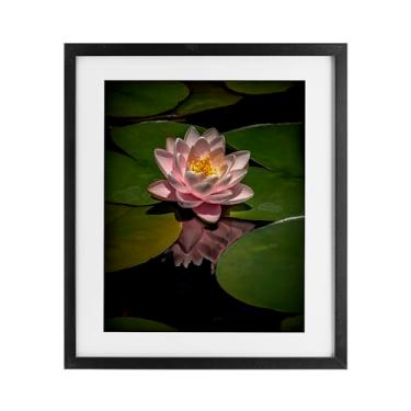 Imagem de Stupell Industries Pink Lotus Among Lily Pads Impressão emoldurada preta sob vidro, design por Phillip Flowers, 21 x 17