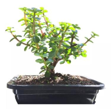 Imagem de Bonsai portolacaria africana c/vaso fertilizada - Quintal do bonsai 