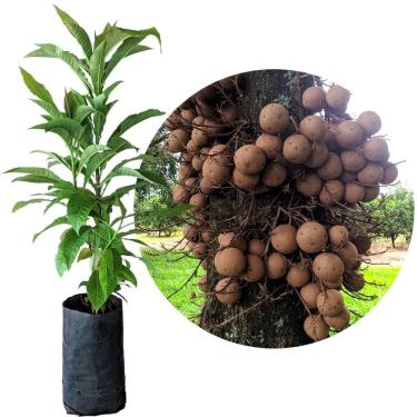 Imagem de AMK Jardinagem e Paisagismo, Muda de Abrico ou Arvore Bola 20 a 40cm AMK - Plantas Online