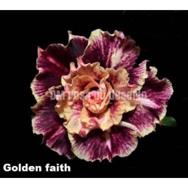 Imagem de Rosa do deserto Golden faith perfumada Perfumada - Dm Rosa do deserto