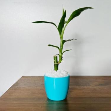 Imagem de Bamboo da Sorte com Vaso Decorativo Planta Feng Shui Prosperidade e Energia Positiva para Sala, Escritório Ideal para Moradores e Profissionais da Decoração Interior(1,Azul Tiffany)