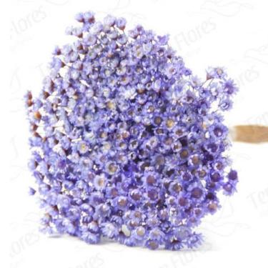 Imagem de 1200 Sempre Viva Para Decoração - Pense Flores, Lilás