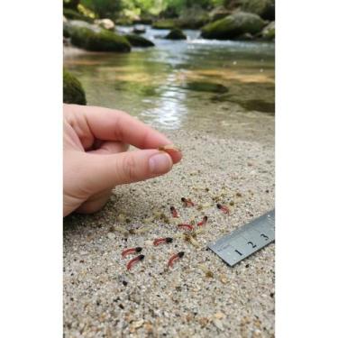 Imagem de Isca Mosca Larva: PEGA Lambaris e Tilápias (Kit 10) - Congratulations 