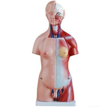 Imagem de Torso 45 Cm Bissexual Com Coluna Exposta 25 Partes - Dumont Simuladore