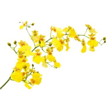 Imagem de Orquídea Chuva de Ouro Amarela Artificial – Realista, para Decoração e Arranjos Florais