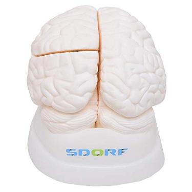 Imagem de Cérebro em Tamanho Natural em 3 partes Modelo Anatômico