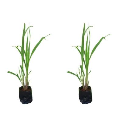 Imagem de Muda Citronela Planta Contra Mosquitos Insetos Com Manual - LELO PRESE