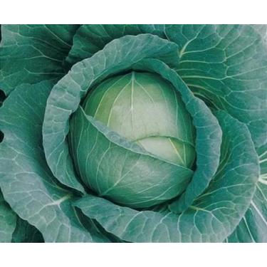 Imagem de 2500 Sementes Repolho Veloce F1 Tokita - no-brand