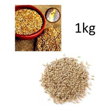 Imagem de Alpiste Polido Limpo Aves Pássaros Sementes Pacote 1 Kg - Canaã Sement