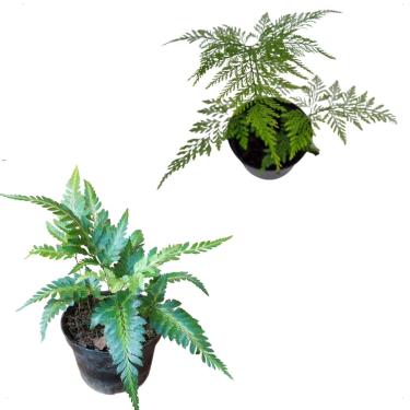 Imagem de Kit 2 Samambaias Aranha Variegata + Muda Renda Portuguesa