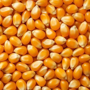 Imagem de Milho de Pipoca Premium 100g  Grãos Selecionados - Grupo Rocha Saúde