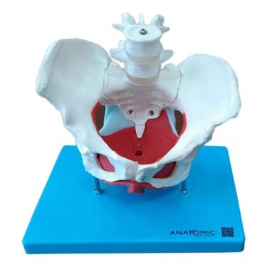 Imagem de Anatomia Esqueleto Pélvico Pelve Útero 7 Partes Tamanho Natu