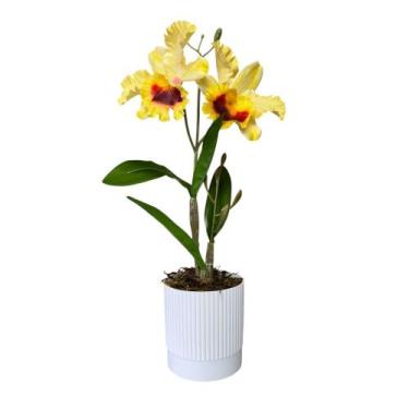 Imagem de Arranjo Orquídea Artificial Vaso Plástico Decorativa - Floralis, Amare