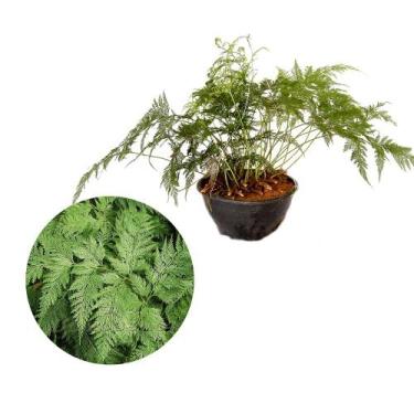 Imagem de Muda de Renda Portuguesa 20 a 40cm AMK - Plantas Online - Genérico