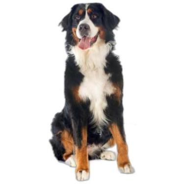 Imagem de Tapete Pet Lavável Prático Em Oferta 2 Un G 90X100Cm - Shelby Moda Pet