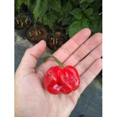 Imagem de Pimenta Moruga Red - 400mg De Sementes - Feltrin 