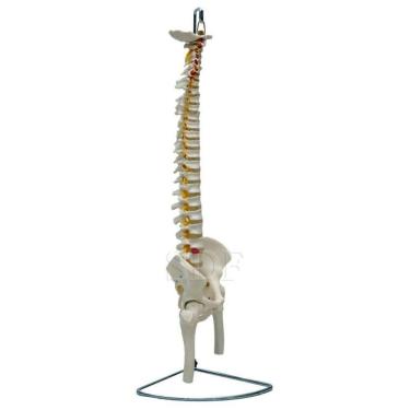 Imagem de Coluna Vertebral Flexível Pelve Parte Fêmur Esqueleto