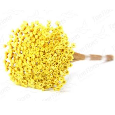 Imagem de Sempre Viva Amarelo Desidratado - Tem Flores