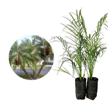Imagem de Muda de Palmeira Fenix 50 a 80cm AMK - Plantas Online - AMK Jardinagem