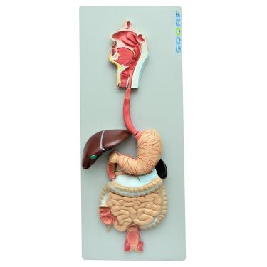 Imagem de Sistema Digestório em 3 Partes Modelo Anatomia