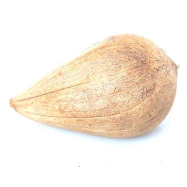 Imagem de Fava de Ifa legítimo Ritual Opelê Búzios Candomblé - wfo artigos relig