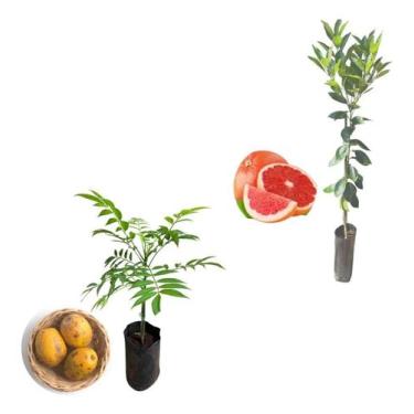 Imagem de Kit 2 Mudas - 1 Cajá Manga Anã + 1 Laranja Sanguínea - AMK - Jardinage