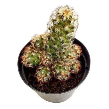 Imagem de Planta Cacto Dedo-de-dama ( Mammillaria Elongata ) - Orquiflora
