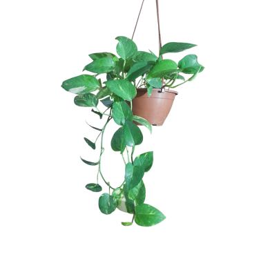 Imagem de Planta Jibóia natural 100% orgânica - Verde exuberante Cuia 25 c 1,30m - Perfeito para decoração de sala e casa, escritório e lojas - Muda de plantas, plantas pendentes, ornamental, decorativa.