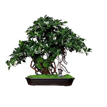 Imagem de SLGGPJBU Plantas Artificiais Banyan Tree Bonsai Sala de Estar Planta Verde Falsa Vaso de Cerâmica Pequeno Monge Decoração Interior Árvore Bonsai Pinheiro