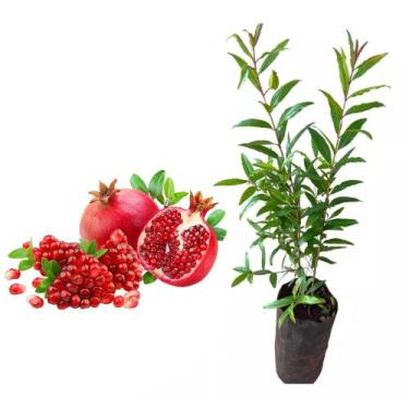 Imagem de Muda de Roma Gigante 20 a 40cm AMK - Plantas Online - AMK Jardinagem e