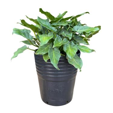 Imagem de Muda de Filodendro Xanadu 30cm - Para Vasos e Jardins - Muda Exótica