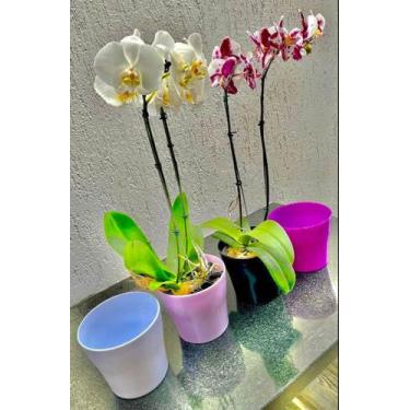 Imagem de Cachepot para orquídea kit com 4 - PLASTSANTOS 
