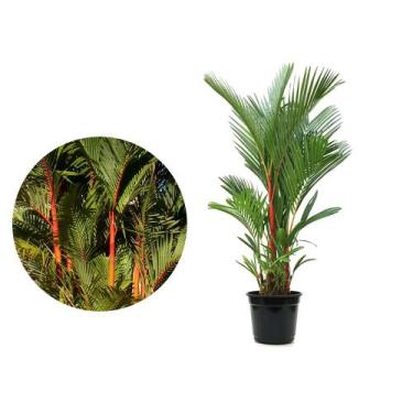 Imagem de Muda de Palmeira Laca Ou Renda 20 a 40cm AMK - Plantas Online - AMK Ja