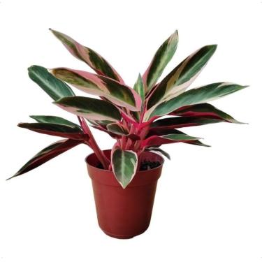Imagem de Maranta Tricolor Planta Natural Muda Folhagem Triostar Viva