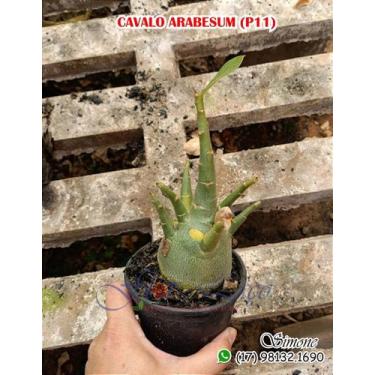 Imagem de Cavalos para Enxerto - Rosa do Deserto com Galhos Laterais - adenium r