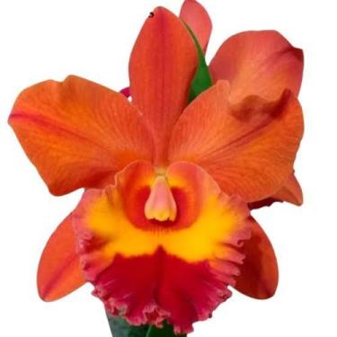 Imagem de 1 Muda De Orquidea Blc Holmes X Blc Orange Show X Chunyeah - docel@r