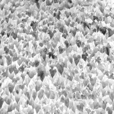 Imagem de Quadro Decorativo Green Leaves Texture Background - Arte em Parede com Estampa de Folhas Verdes 50x50cm