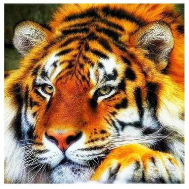Imagem de Artesanato Pintura Com Diamante Diy 25X25 - TIGRE HGX195 - PPSHOP