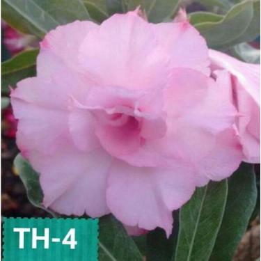 Imagem de Rosa do deserto enxertada TH4 - Dm Rosa do deserto th4