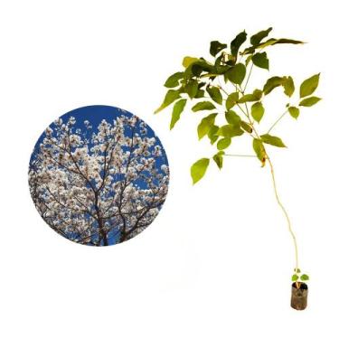 Imagem de Muda de Ipe Branco 50 a 80cm AMK - Plantas Online - AMK Jardinagem e P