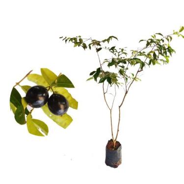 Imagem de Muda de Pitomba 50 a 80cm AMK - Plantas Online - AMK Jardinagem e Pais