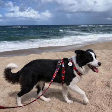 Imagem de kit Coleira: Peitoral Modelo H + Guia (P, Olinda)