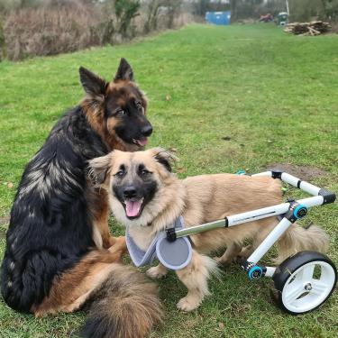 Imagem de Cadeira De Rodas Para Cães Cadeira De Rodas Para Cães De Estimação Média, Carrinho De Arnês De Suporte De Mobilidade Para Cães Com Deficiência Ajustável, Ferramentas, M Size