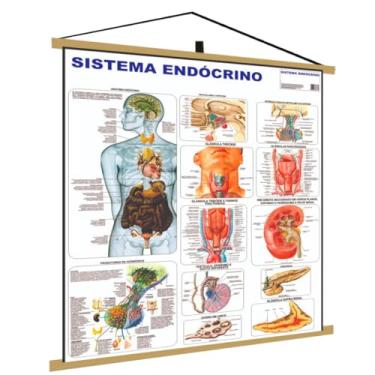 Imagem de Sistema Endócrino Banner Poster Mapa Corpo Humano Anatomia Medicina